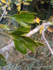 Crataegus monogyna