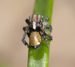 Maratus flavus