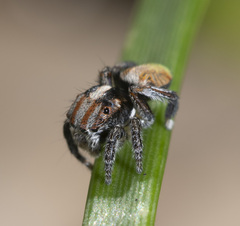 Maratus flavus