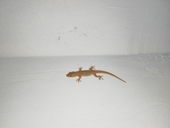 Hemidactylus garnotii