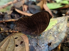 Faunis canens arcesilas