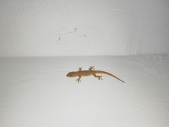 Hemidactylus garnotii