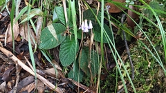 Oreocharis benthamii