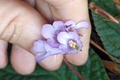 Oreocharis benthamii