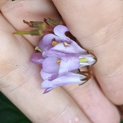 Oreocharis benthamii