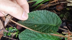 Oreocharis benthamii