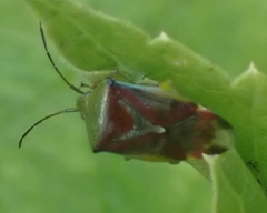 Acanthosoma haemorrhoidale