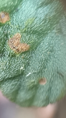 Oreocharis benthamii