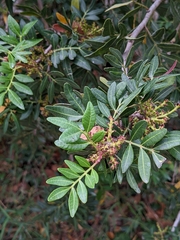 Pistacia lentiscus