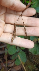 Oreocharis benthamii