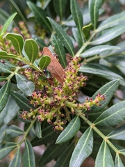 Pistacia lentiscus