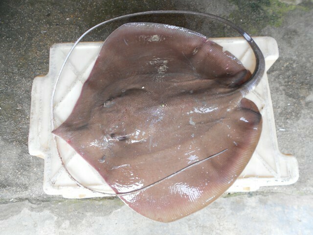 Whitenose Whipray