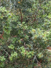 Pistacia lentiscus