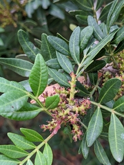 Pistacia lentiscus