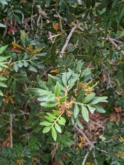 Pistacia lentiscus