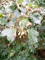 Acer pseudoplatanus