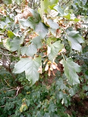 Acer pseudoplatanus