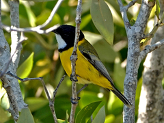 Pachycephala melanura