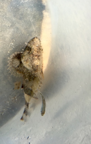 Photo of Black scorpionfish (Scorpaena porcus)