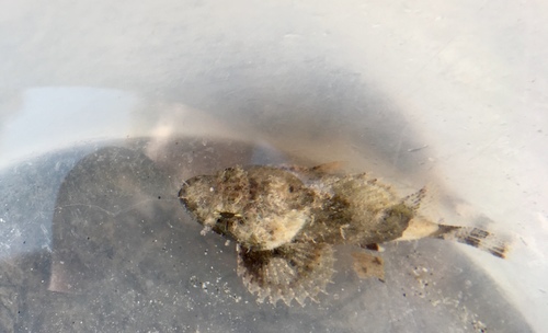 Black scorpionfish (Scorpaena porcus) — Scorpaenidae — 5