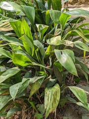 Aspidistra elatior