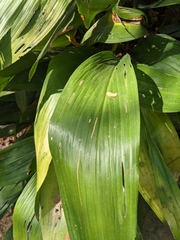 Aspidistra elatior