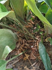 Aspidistra elatior