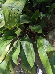 Aspidistra elatior