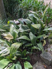 Aspidistra elatior