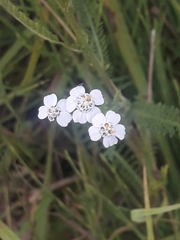 Achillea millefolium