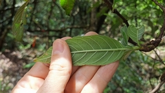 Tarenna mollissima
