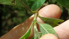 Tarenna mollissima