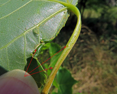 Phyllocnistis extrematrix