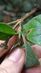 Tarenna mollissima