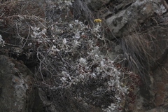 Eriogonum crocatum