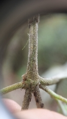 Tarenna mollissima