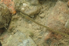 Syngnathus rostellatus