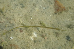 Syngnathus rostellatus