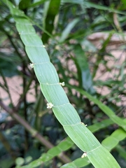 Muehlenbeckia platyclada