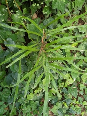 Muehlenbeckia platyclada