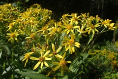 Senecio sarracenicus