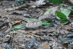 Toxicodryas adamanteus