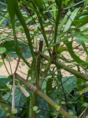 Muehlenbeckia platyclada