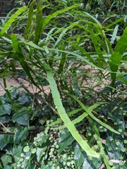 Muehlenbeckia platyclada