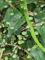 Muehlenbeckia complexa