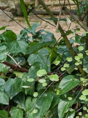 Muehlenbeckia complexa