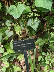 Muehlenbeckia complexa