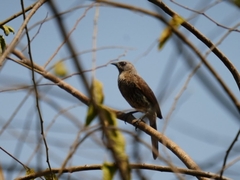 Turdoides hartlaubii