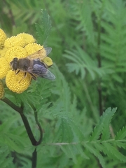 Eristalis tenax
