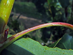 Phyllocnistis extrematrix